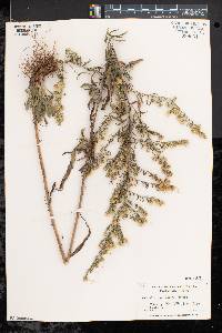 Symphyotrichum pilosum var. pilosum image