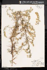 Symphyotrichum pilosum var. pilosum image