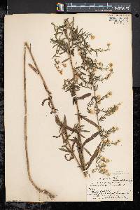 Symphyotrichum pilosum var. pilosum image