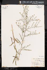 Symphyotrichum pilosum var. pringlei image