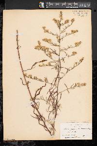 Symphyotrichum pilosum var. pringlei image