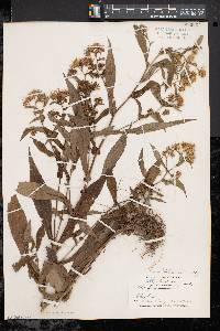 Symphyotrichum prenanthoides image