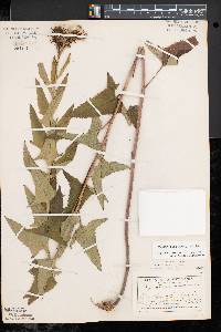 Hasteola suaveolens image