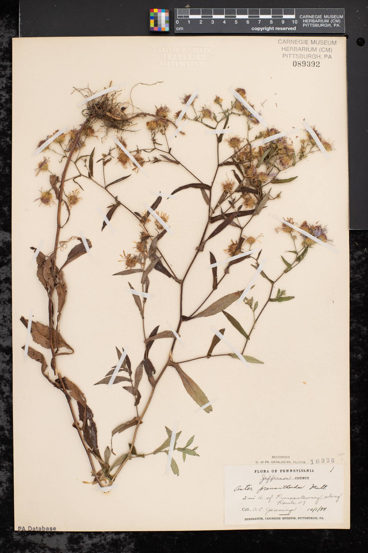 Symphyotrichum prenanthoides image