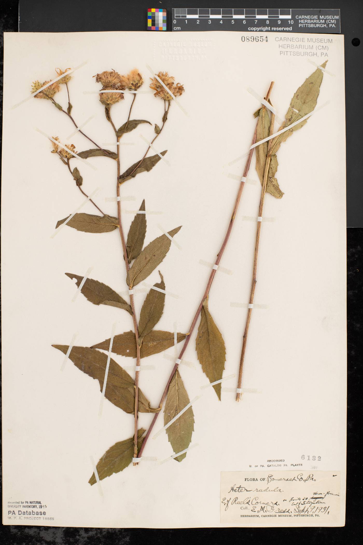 Aster radula image