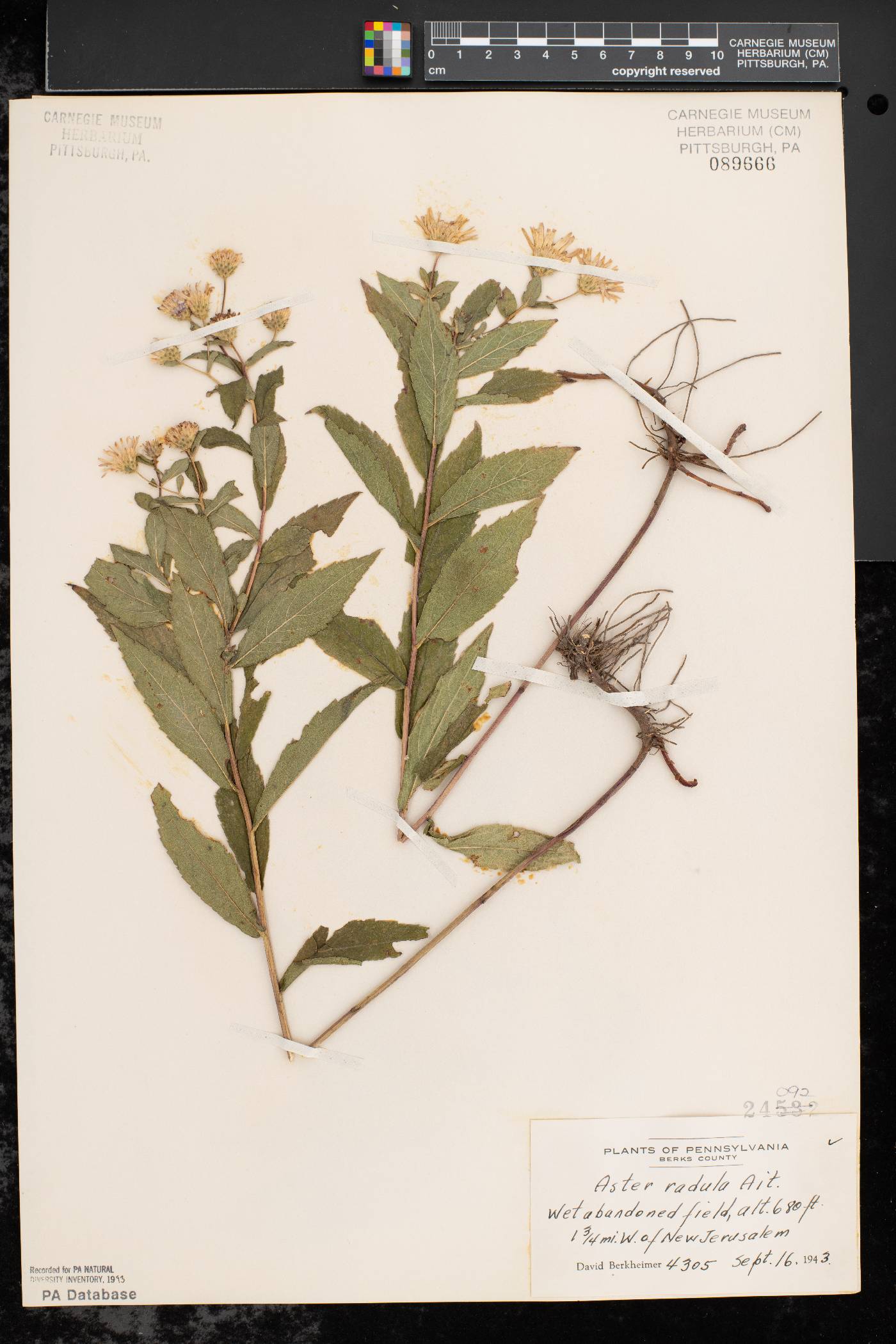 Aster radula image