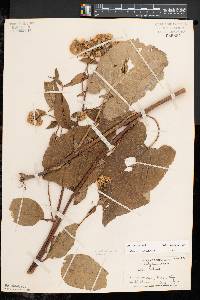 Aster schreberi image