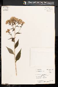 Aster schreberi image