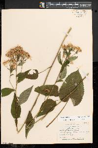 Aster schreberi image