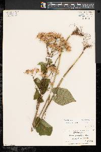 Aster schreberi image