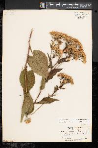 Aster schreberi image