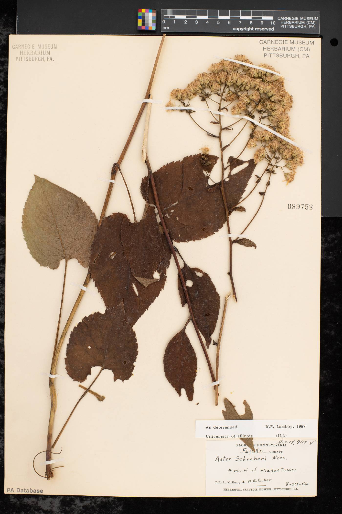 Aster schreberi image