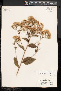 Aster schreberi image