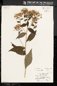 Aster schreberi image