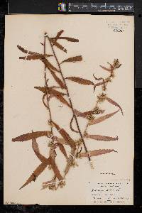 Solidago caesia var. axillaris image