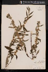 Solidago caesia var. axillaris image