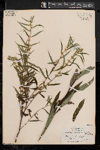 Solidago caesia var. axillaris image