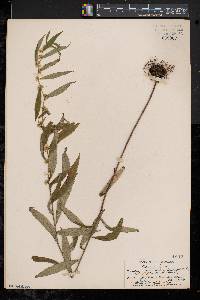 Solidago caesia var. axillaris image