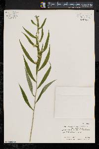 Solidago caesia var. axillaris image