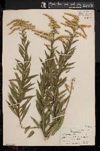 Solidago canadensis var. canadensis image