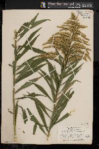 Solidago canadensis var. canadensis image