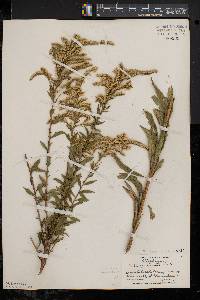 Solidago canadensis var. canadensis image