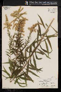 Solidago canadensis var. canadensis image