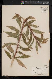 Solidago canadensis var. canadensis image