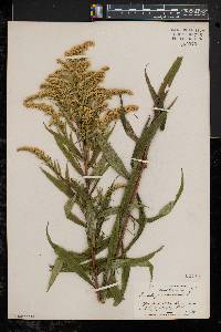 Solidago canadensis var. canadensis image