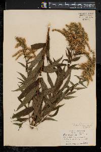 Solidago canadensis var. canadensis image