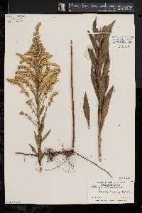 Solidago canadensis var. canadensis image