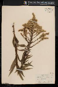 Solidago canadensis var. canadensis image