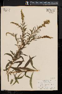 Solidago canadensis var. canadensis image