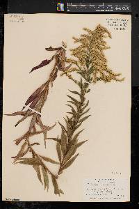 Solidago canadensis var. canadensis image