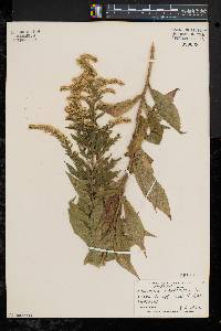 Solidago canadensis var. canadensis image