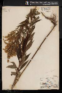 Solidago canadensis var. canadensis image