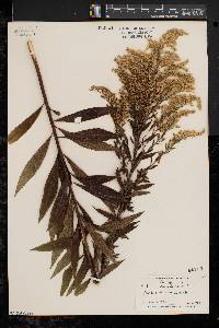 Solidago canadensis var. canadensis image