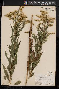 Solidago canadensis var. canadensis image