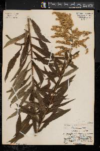 Solidago canadensis var. hargeri image