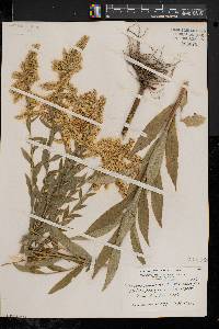 Solidago canadensis var. hargeri image