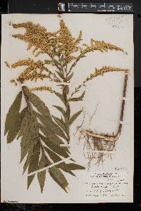 Solidago canadensis var. hargeri image