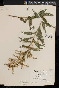 Solidago canadensis var. hargeri image