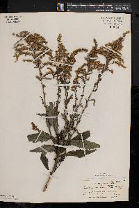 Solidago canadensis var. hargeri image