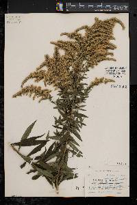 Solidago canadensis var. hargeri image