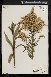 Solidago canadensis var. scabra image