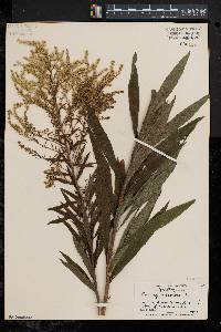 Solidago canadensis var. scabra image