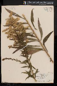 Solidago canadensis var. scabra image