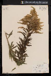 Solidago canadensis var. scabra image