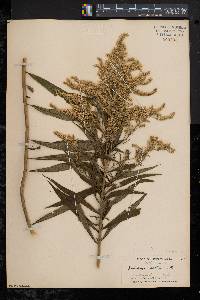 Solidago canadensis var. scabra image