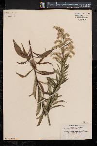 Solidago canadensis var. scabra image